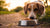 What If My Dog Won't Eat Dog Food? Understanding and Addressing Your Pup's Eating Habits