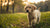 What If My Puppy Eats Adult Dog Food? Understanding Nutritional Needs for Healthy Growth