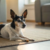 What Ingredients Are Good for Dog Treats? A Comprehensive Guide for Pet Owners