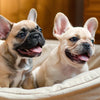 What Ingredients to Avoid in Dog Treats: A Comprehensive Guide for Pet Owners
