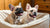 What Ingredients to Avoid in Dog Treats: A Comprehensive Guide for Pet Owners