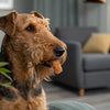 What Ingredients to Look For in Dry Dog Food: A Comprehensive Guide for Pet Owners