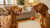 What is a Balanced Diet for a Dog? Understanding Your Canine's Nutritional Needs