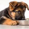What is a Good Dog Food for German Shepherd Puppies?