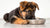 What is a Good Dog Food for German Shepherd Puppies?