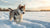 What Is a Good Dog Food for Husky Puppies? A Guide for New Owners