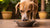 What is a Good Dog Food for Weight Gain: A Comprehensive Guide for Pet Owners