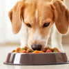 What is a Good Dog Food for Weight Loss? A Comprehensive Guide for Pet Owners