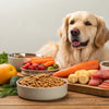What is a Good Food for a Dog with Allergies? A Comprehensive Guide for Pet Parents