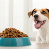 What is a Good Grain Dog Food? Understanding Grain-Inclusive Diets for Your Pup