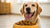 What is a Good Low Protein Dry Dog Food: A Comprehensive Guide for Pet Owners