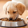 What is a Good Puppy Dog Food? A Comprehensive Guide