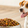 What Is a Good Quality Dry Dog Food? A Comprehensive Guide for Pet Owners