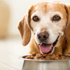 What is a Good Wet Dog Food for Senior Dogs? A Comprehensive Guide for Pet Owners