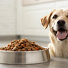 What is a Good Wet Food for Dogs? A Comprehensive Guide for Pet Parents