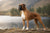 What Is a Healthy Weight for a Boxer Dog?