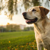 What is a Healthy Weight for a Medium-Sized Dog? Understanding Your Pup’s Ideal Weight Range