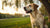 What is a Healthy Weight for a Medium-Sized Dog? Understanding Your Pup’s Ideal Weight Range