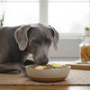 What Is a High Protein Food for Dogs? Understanding Canine Nutrition