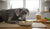 What Is a High Protein Food for Dogs? Understanding Canine Nutrition-141417709807