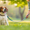 What is Behavior Modification for Dogs: Understanding and Transforming Your Pup's Responses