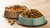 What is Better Dog Food: With Grain or Grain-Free?