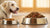 What Is Better for a Dog: Wet or Dry Food?