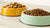 What is Better for Dogs: Dry or Wet Food?
