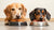 What Is Better for Dogs: Raw Food or Kibble?