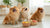 What is Canned Dog Food Made Of? Understanding the Ingredients and Benefits