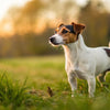 What is Considered a Small Dog Weight? Understanding Canine Size and Health