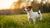 What is Considered a Small Dog Weight? Understanding Canine Size and Health