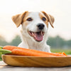 What is Good for Dogs to Eat Human Food: A Safe Guide
