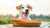 What is Good for Dogs to Eat: A Complete Guide to Sharing Human Food with Your Furry Friend