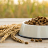 What is Grain Sorghum in Dog Food? Discover the Benefits and Uses