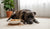 What is High Protein Dog Food Good For? A Comprehensive Guide for Pet Owners