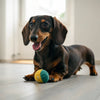 What Is In Grain Free Dog Food? Understanding Ingredients, Benefits, and Considerations