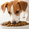 What Is Kibble Dog Food? Understanding the Basics and Benefits for Your Canine Companion