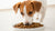 What Is Kibble Dog Food? Understanding the Basics and Benefits for Your Canine Companion
