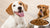 What Is Kibble for Dogs and How to Choose the Right One?