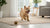 What is Kibble Made Of? A Deep Dive into Your Dog's Food
