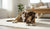 What Is Submissive Behavior in Dogs? Understanding Canine Communication