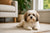 What is the Average Weight of a Havanese Dog? A Guide to Growth