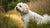 What is the Average Weight of a Havanese Dog? Understanding This Charming Breed