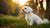 What is the Average Weight of a Maltese Dog?