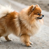 What is the Average Weight of a Pomeranian Dog?