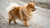 What is the Average Weight of a Pomeranian Dog?