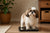 What Is the Average Weight of a Shih Tzu Dog?
