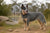 What is the Average Weight of an Australian Cattle Dog?