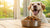 What is the Best Adult Dog Food? A Comprehensive Guide for Pet Owners-141222871279